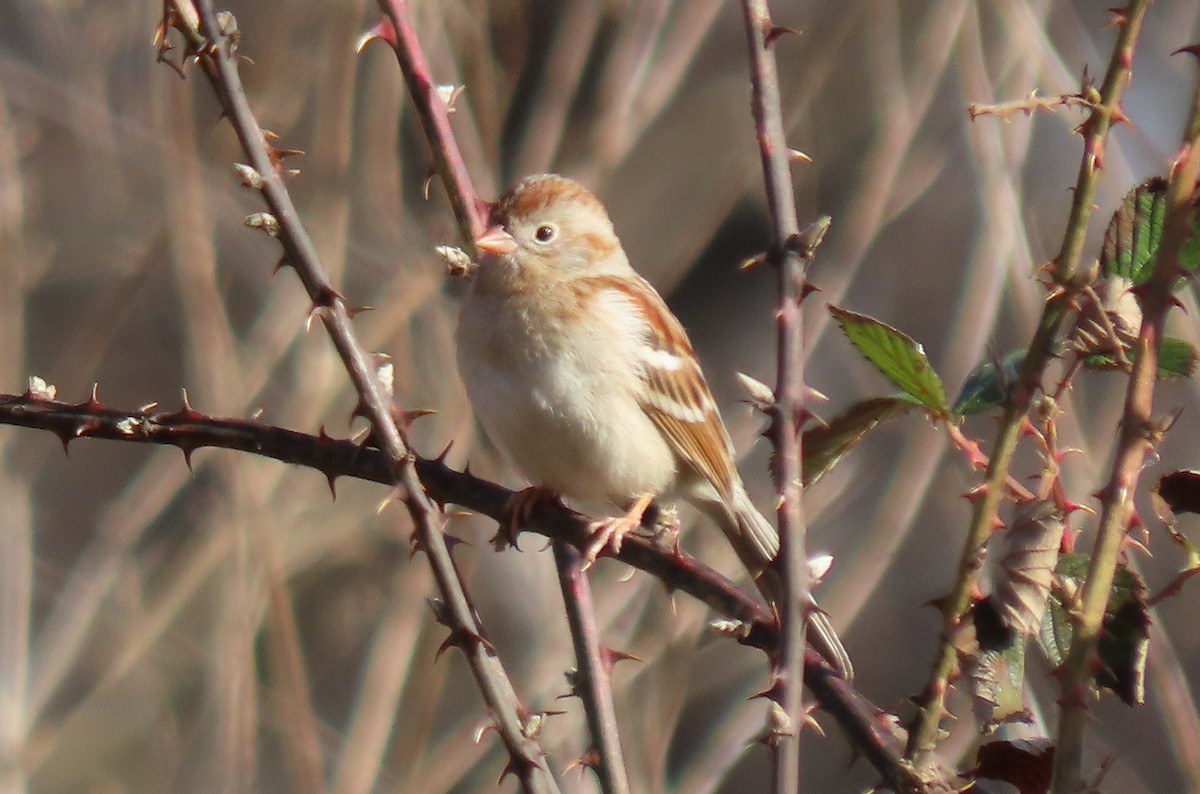 Field Sparrow - ML614057144