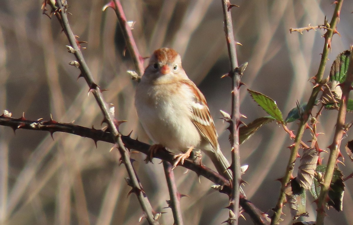 Field Sparrow - ML614057160