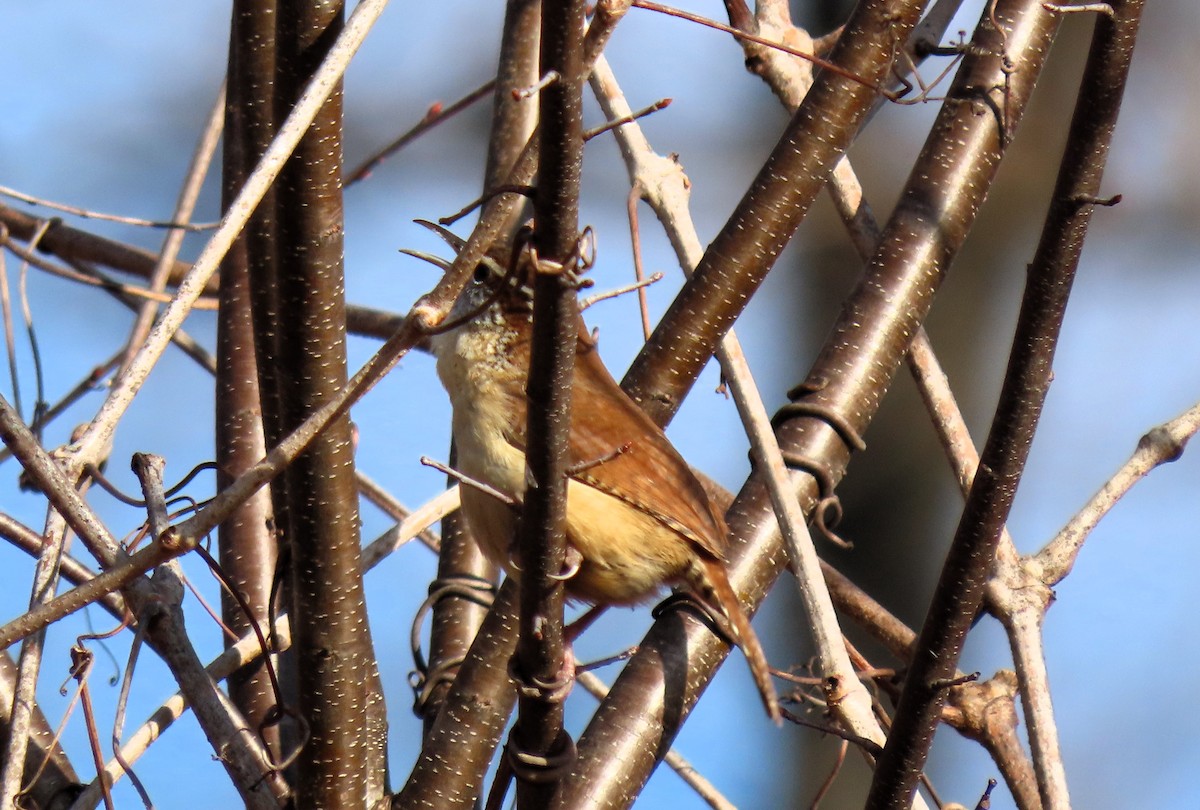 Carolina Wren - Anne Mytych