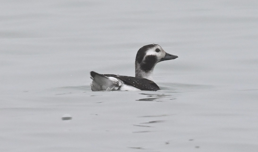Long-tailed Duck - ML614057246