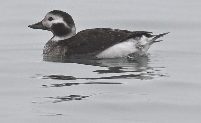 Long-tailed Duck - ML614057249