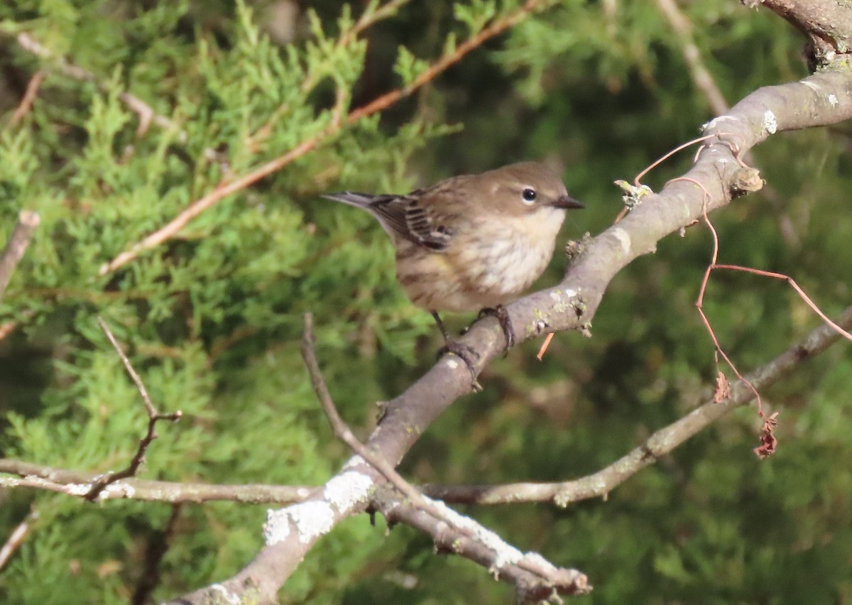 Yellow-rumped Warbler - ML614057250