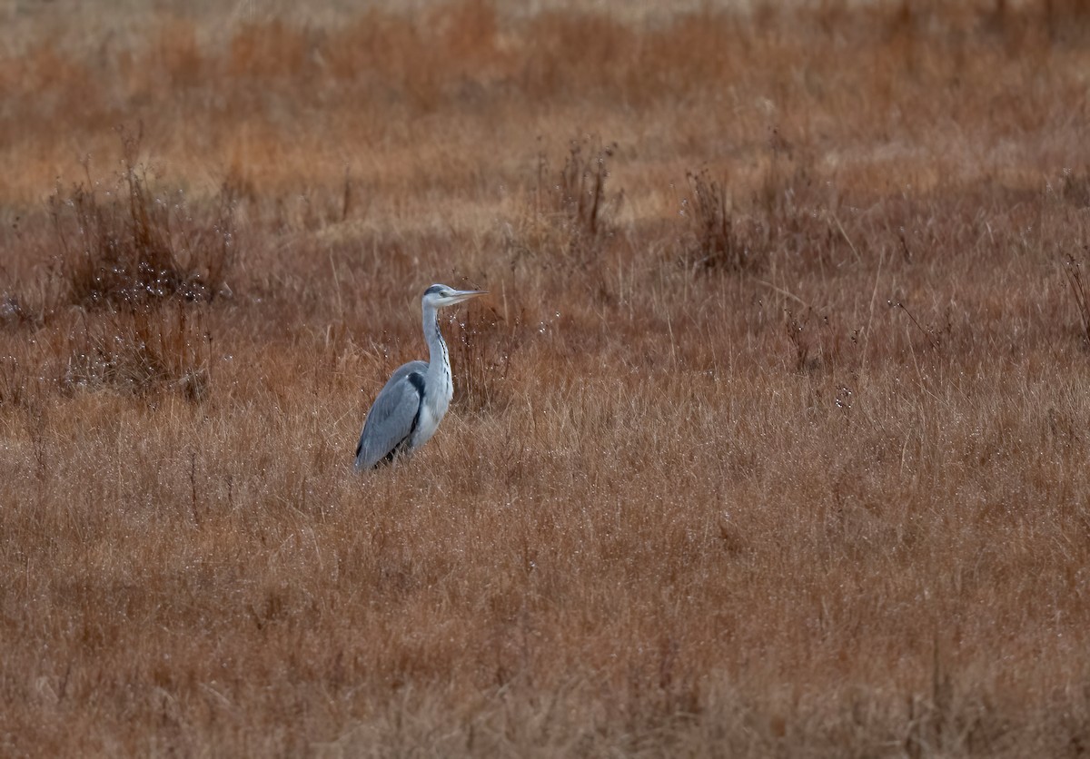 Gray Heron - ML614057253