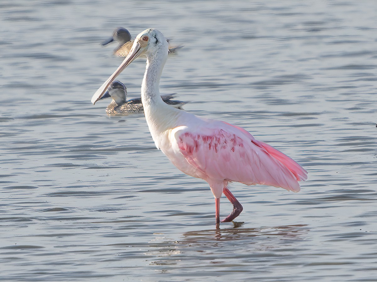 Roseate Spoonbill - ML614057266