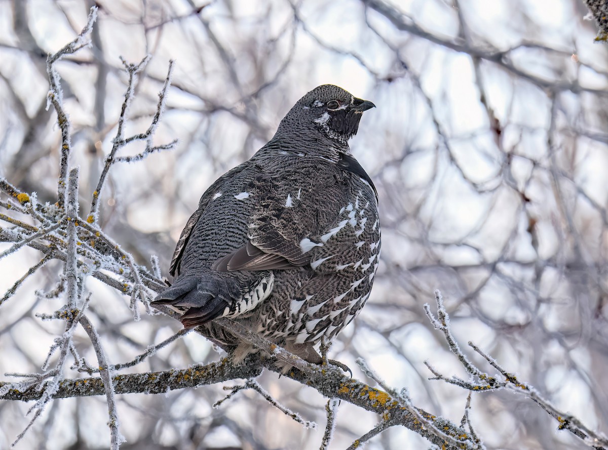 Spruce Grouse - ML614057281