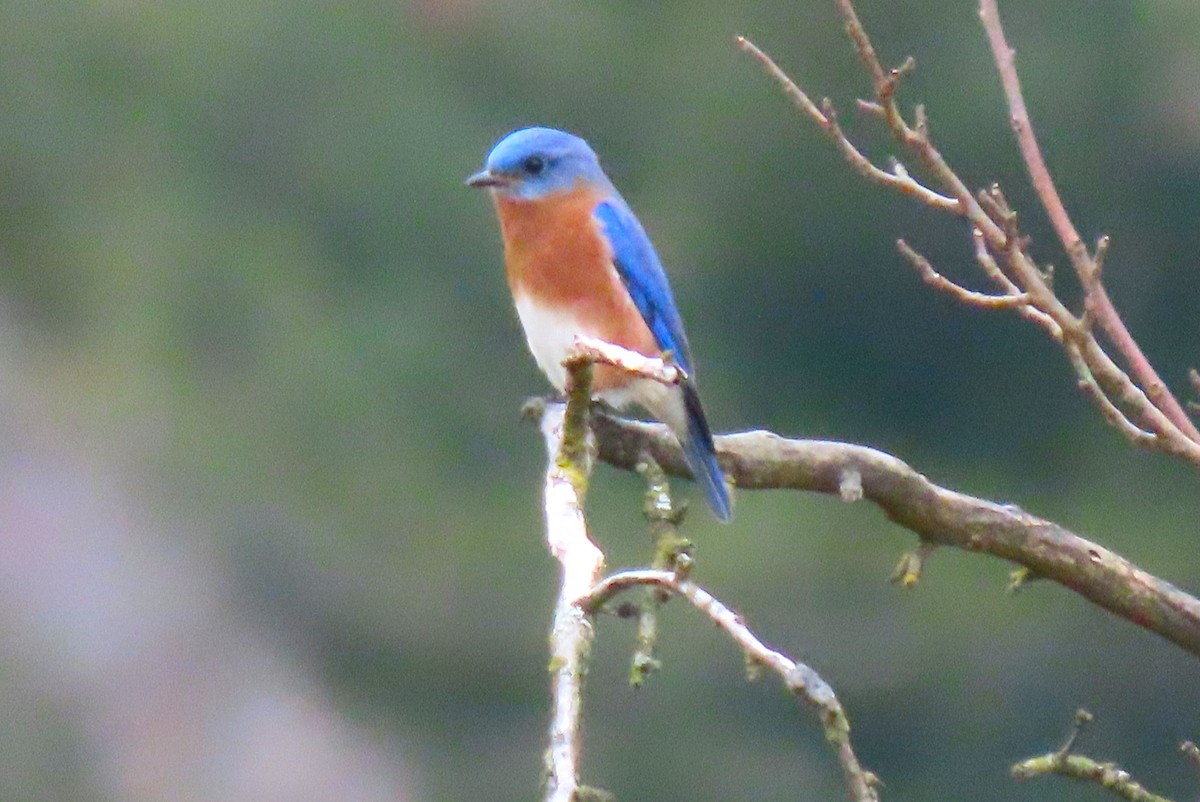 Eastern Bluebird - ML614057323