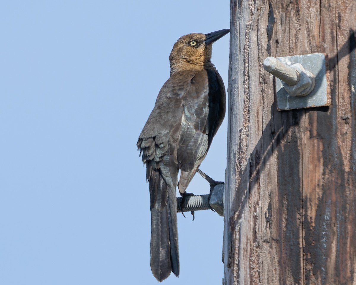 Great-tailed Grackle - ML614057327