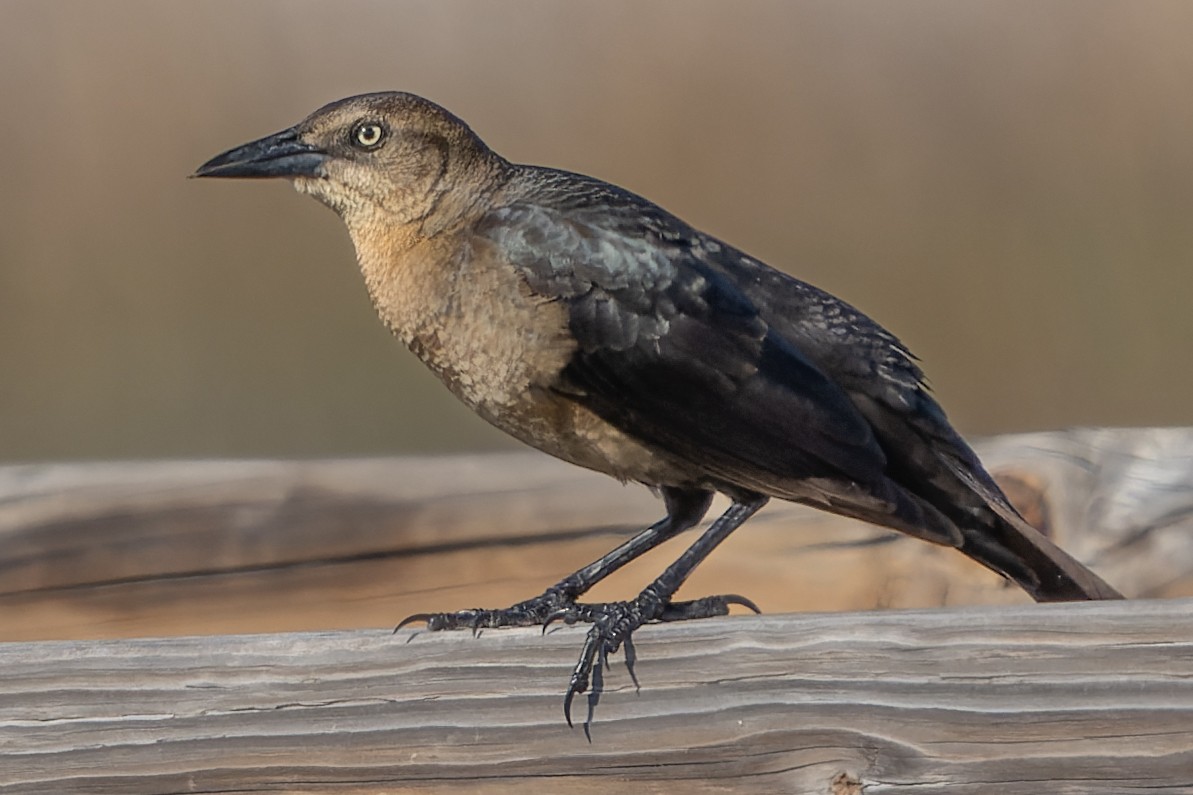 Great-tailed Grackle - ML614057328