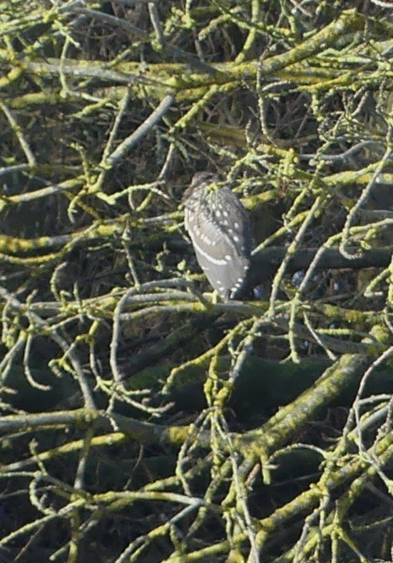 Black-crowned Night Heron - Phil Gunson