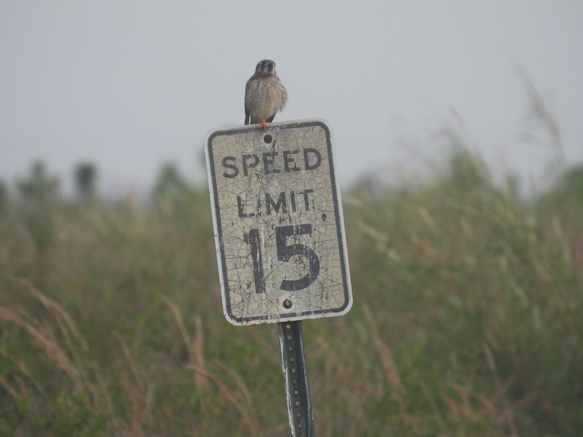 American Kestrel - ML614057435