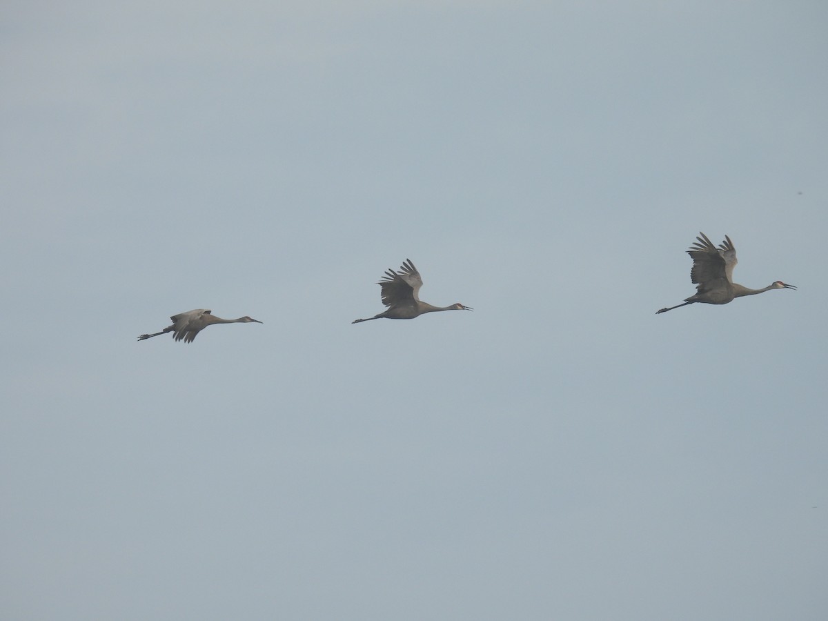 Sandhill Crane - ML614057504