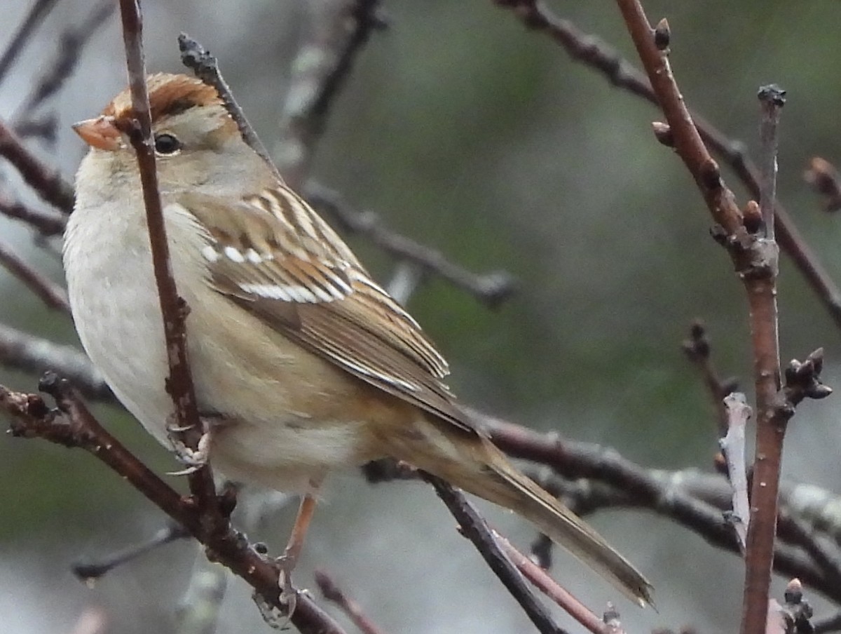 White-crowned Sparrow - ML614057519