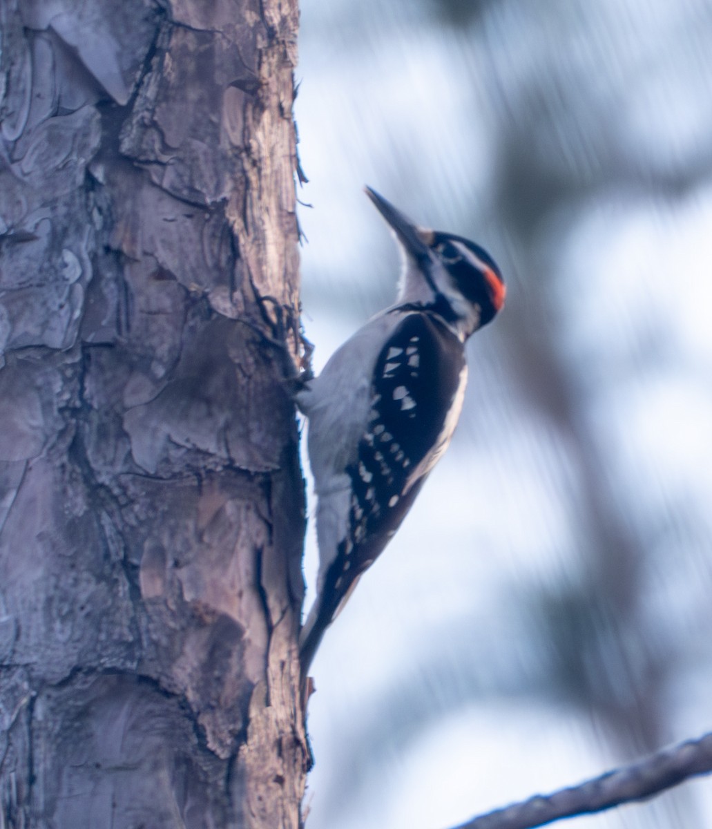 Hairy Woodpecker - ML614057546