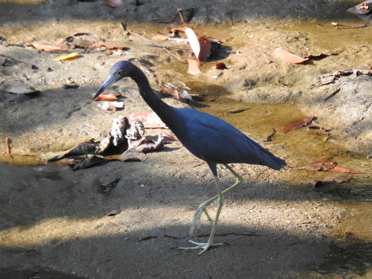 Little Blue Heron - ML614057553