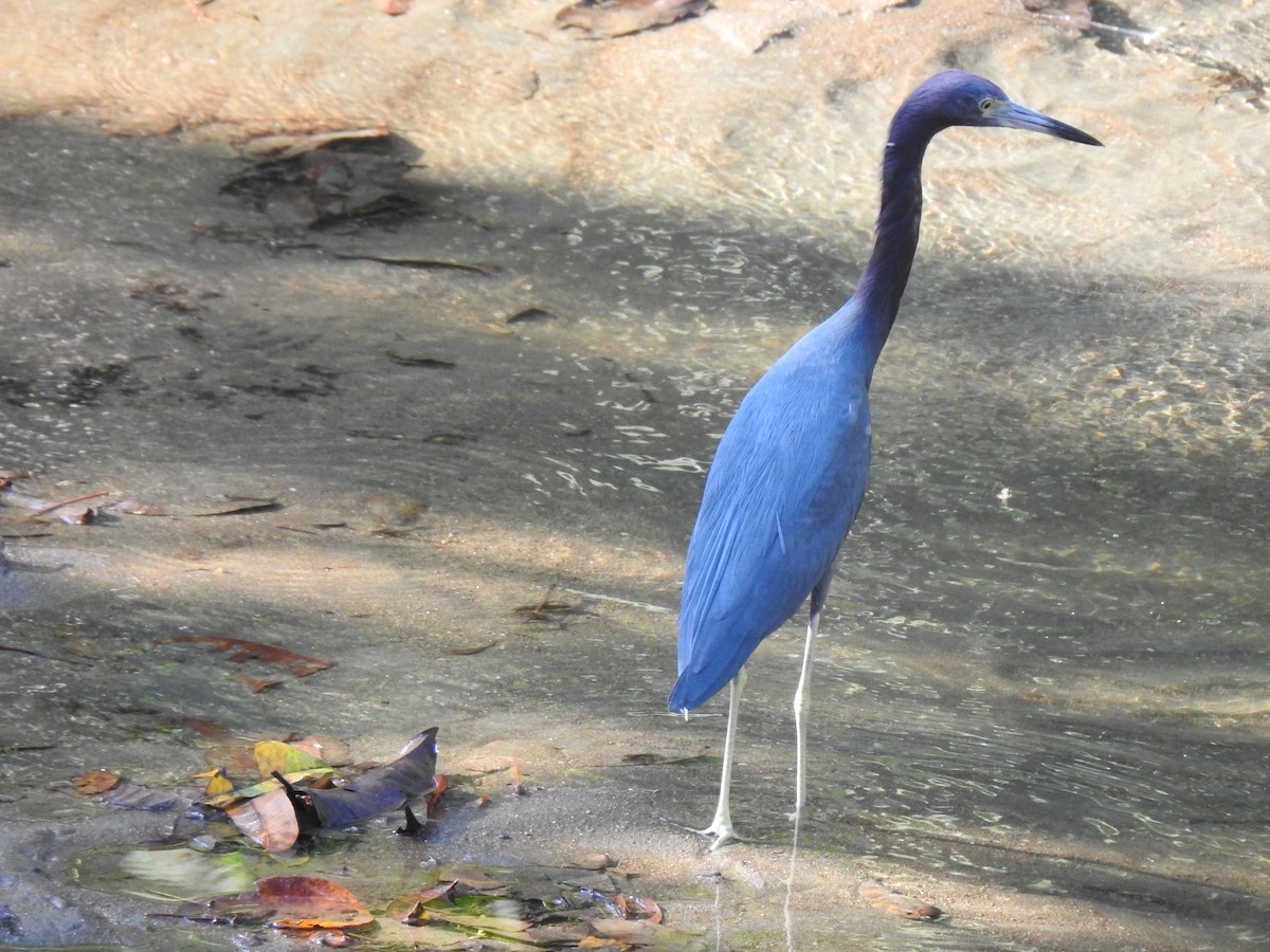 Little Blue Heron - ML614057554