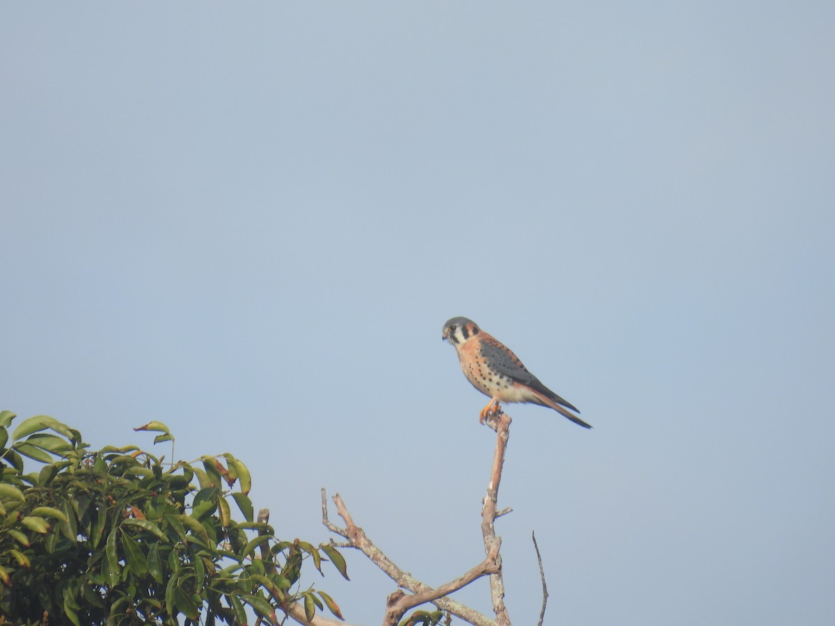 American Kestrel - ML614057558