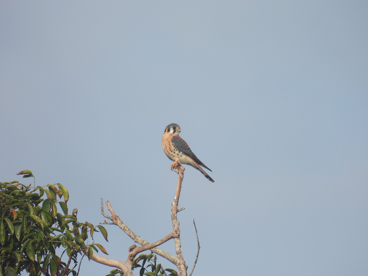 American Kestrel - ML614057560