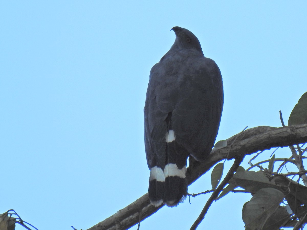 Crane Hawk - ML614057661