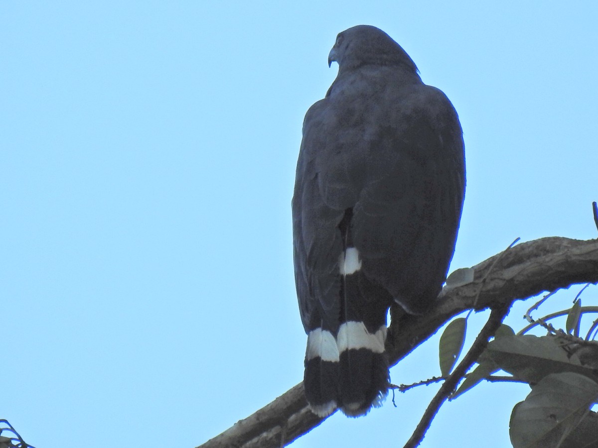 Crane Hawk - ML614057674