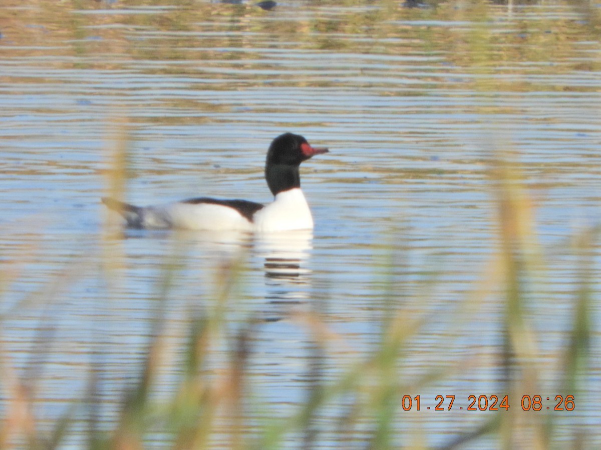 Common Merganser - ML614057679