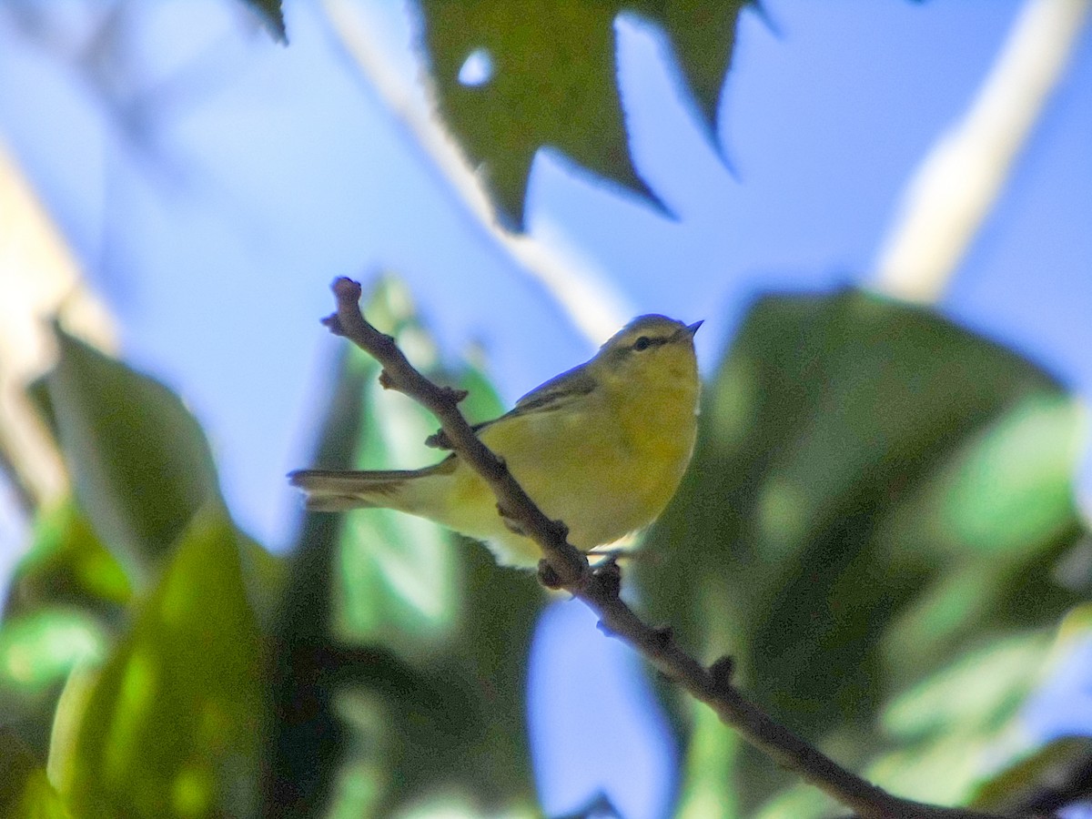 Tennessee Warbler - ML614057703