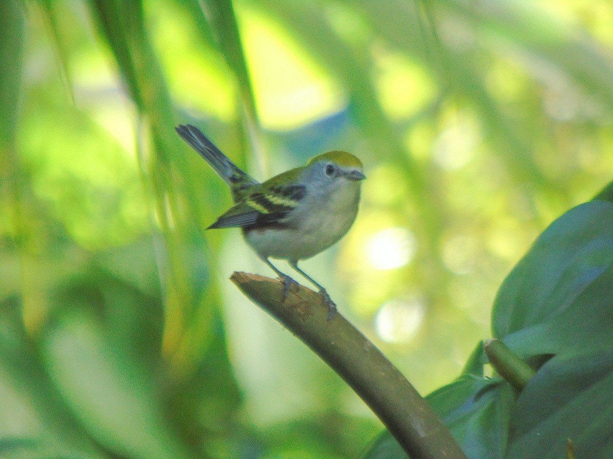 Chestnut-sided Warbler - ML614057721