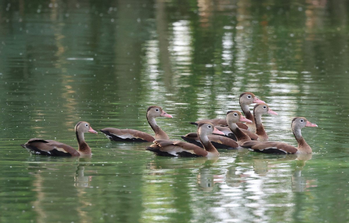 Black-bellied Whistling-Duck - ML614057749