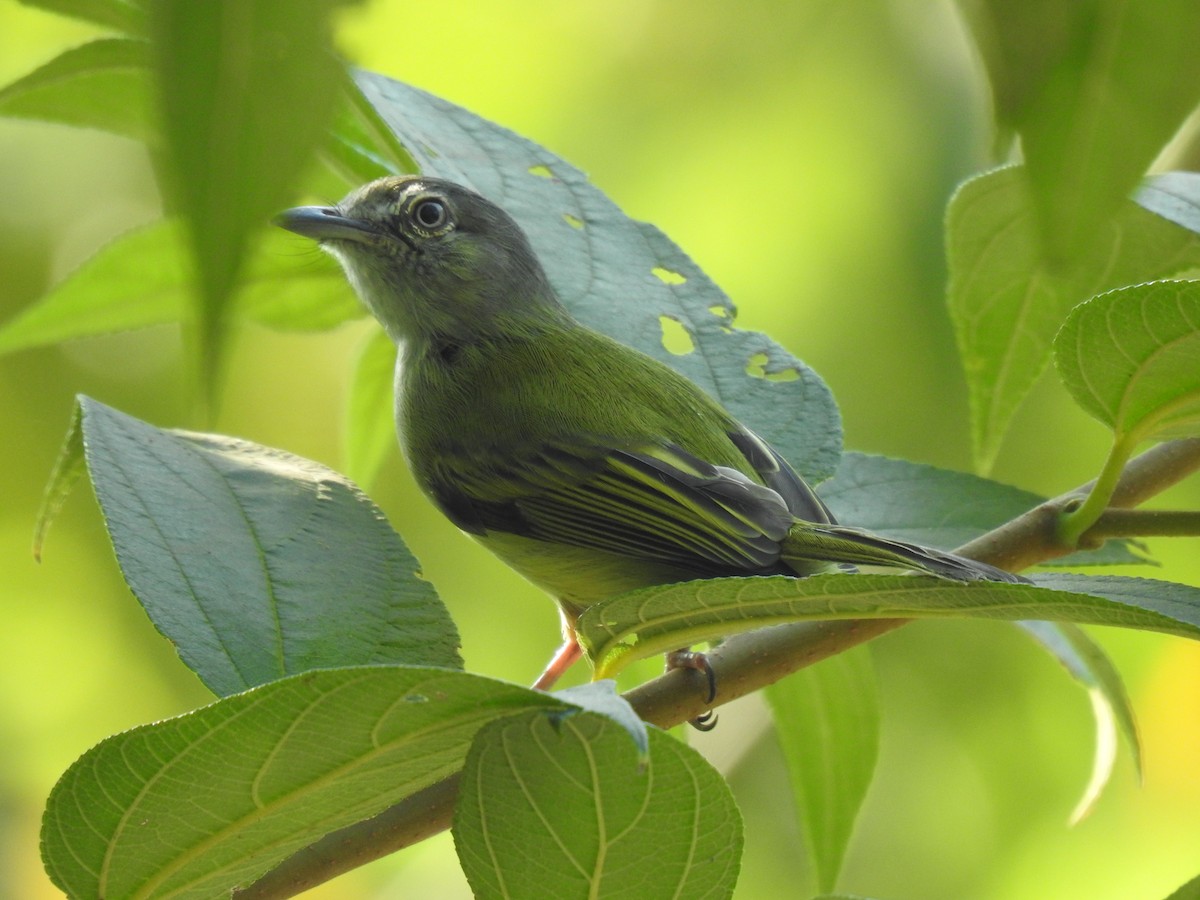 Yellow-olive Flatbill - ML614057753