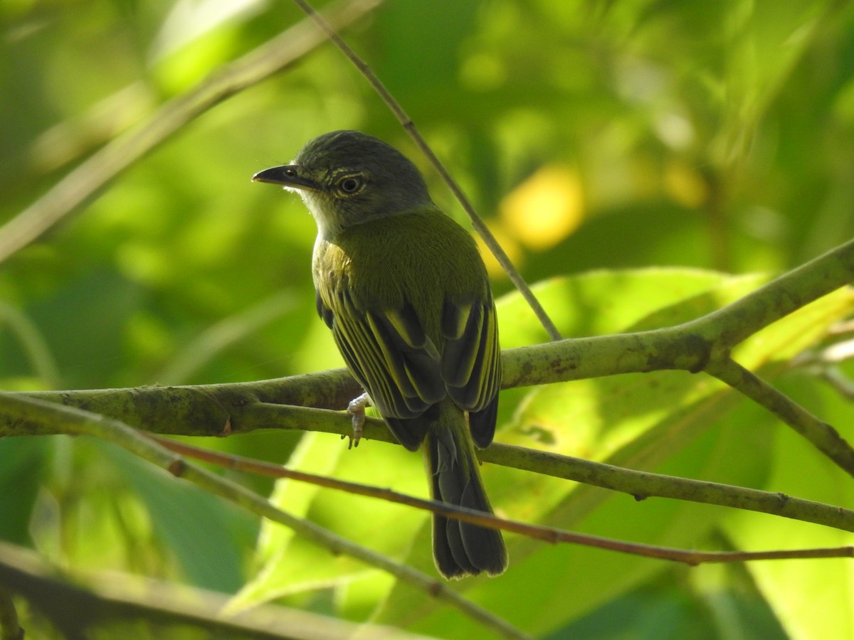 Yellow-olive Flatbill - ML614057754