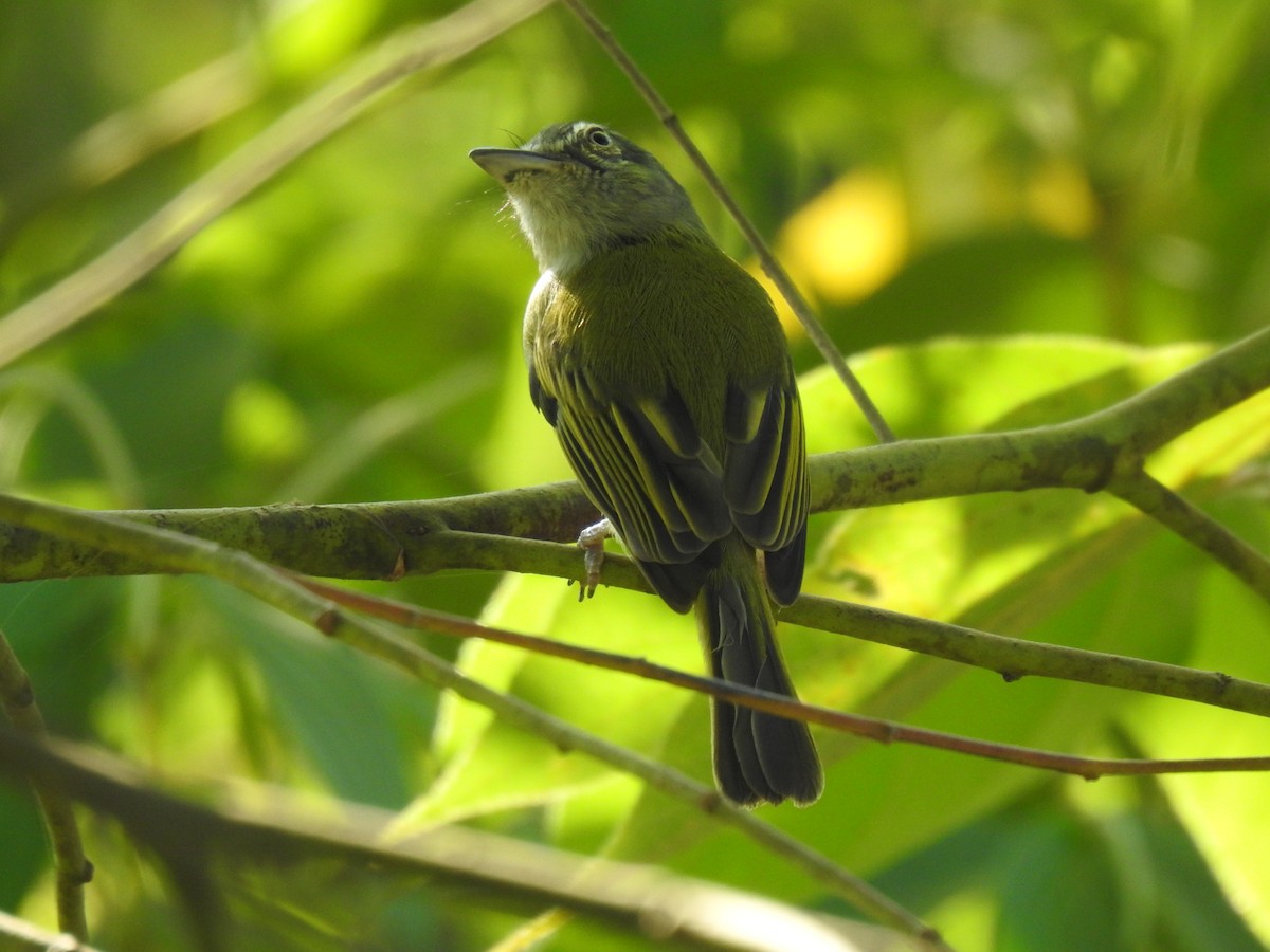 Yellow-olive Flatbill - ML614057755