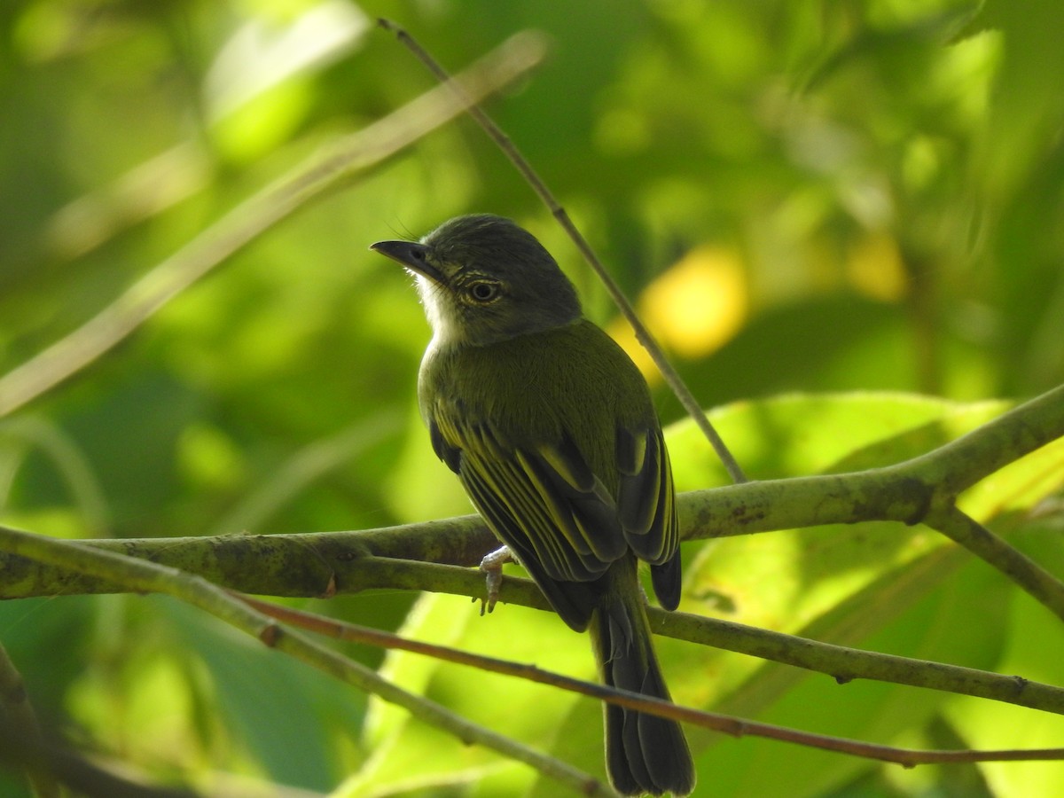 Yellow-olive Flatbill - ML614057757