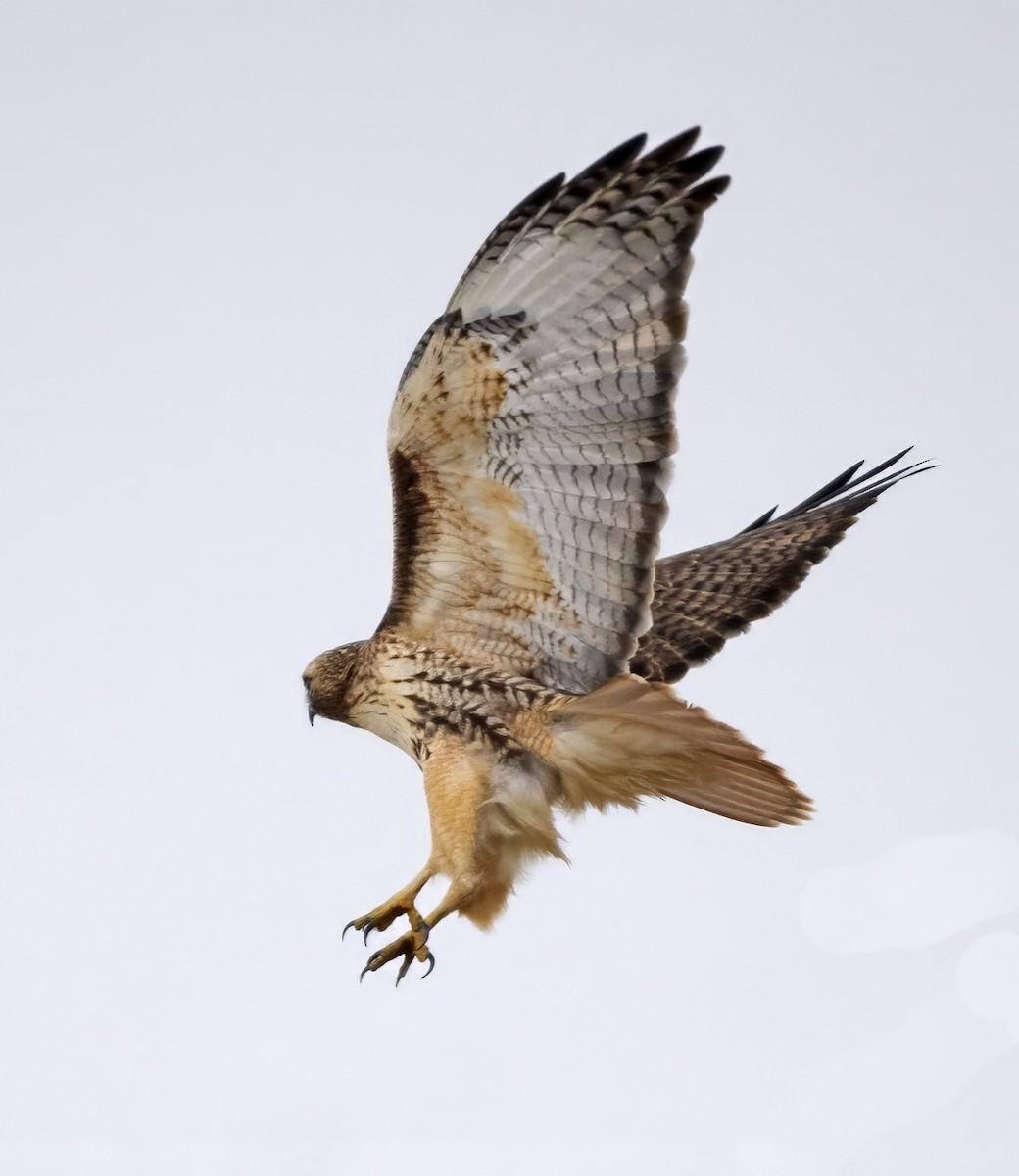 Red-tailed Hawk (borealis) - Dave Rintoul