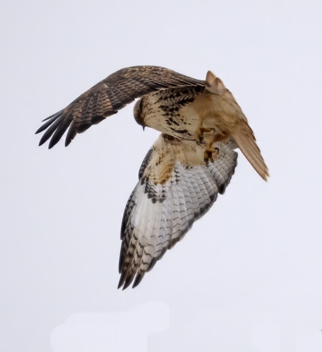 Red-tailed Hawk (borealis) - ML614057766