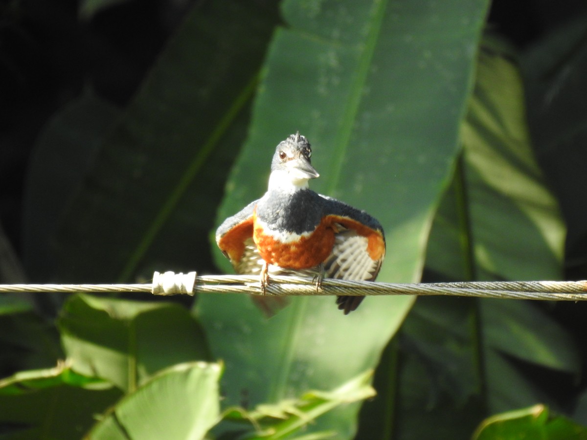 Ringed Kingfisher - ML614057795