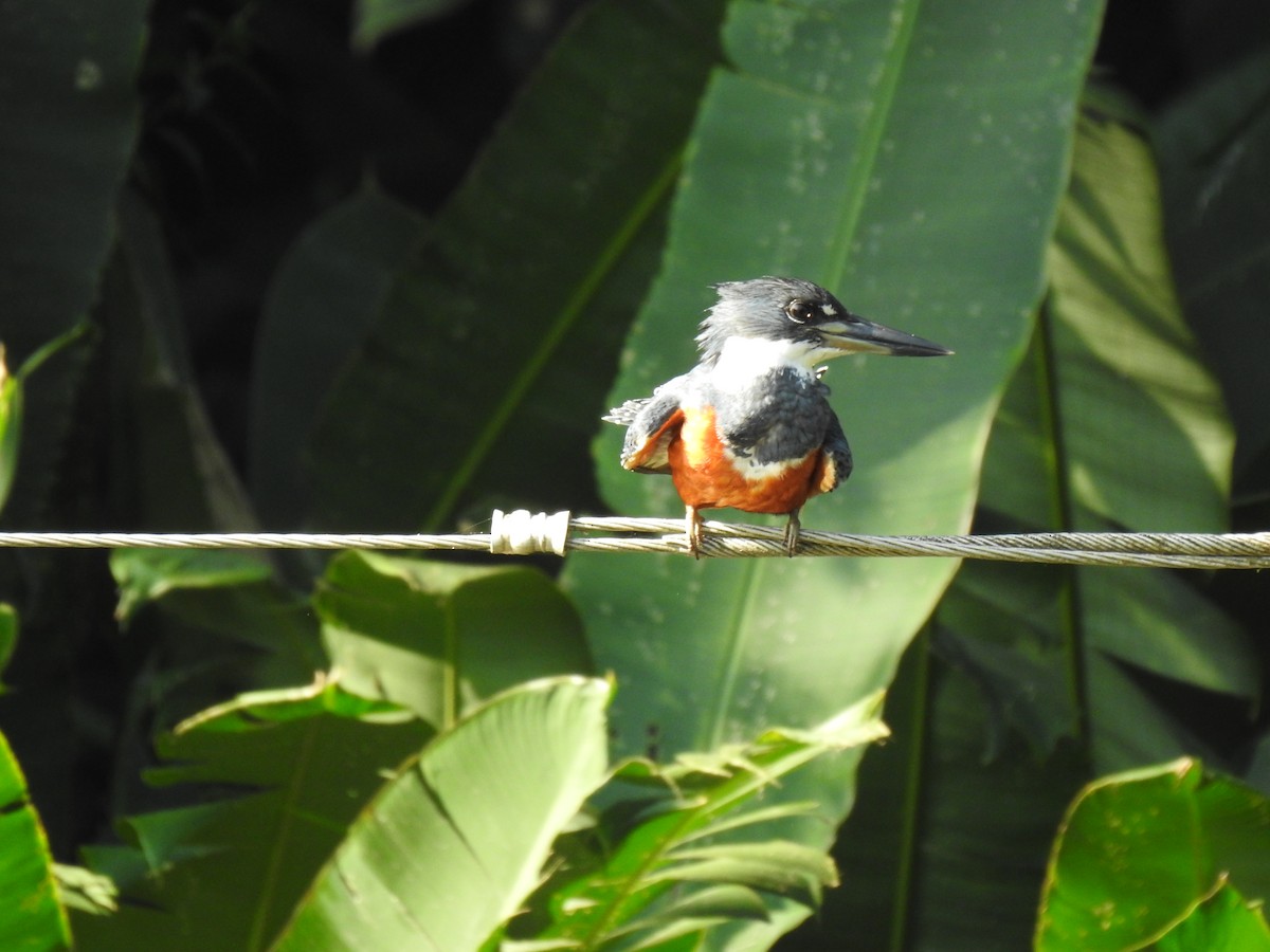 Ringed Kingfisher - ML614057799