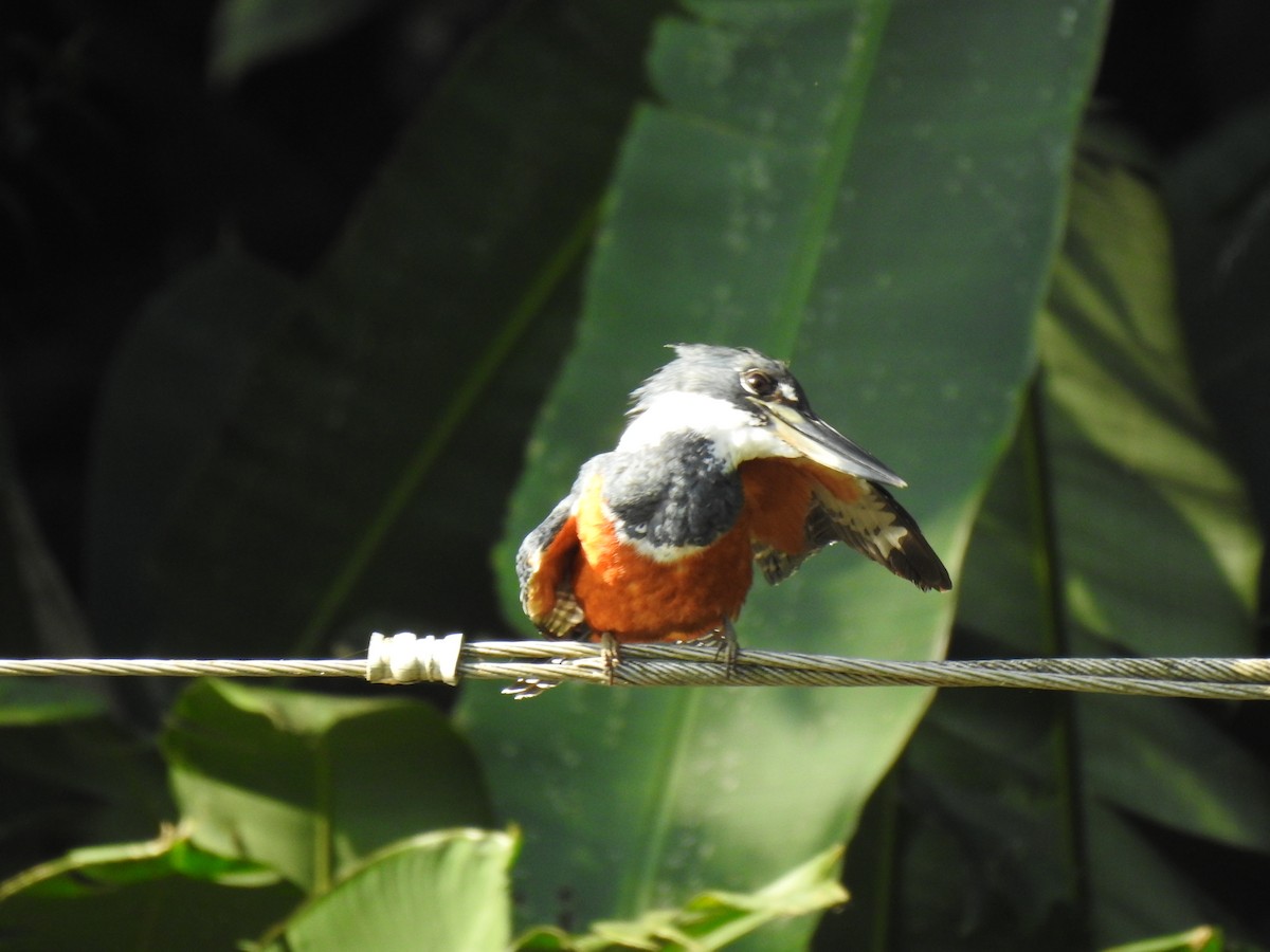 Ringed Kingfisher - ML614057800