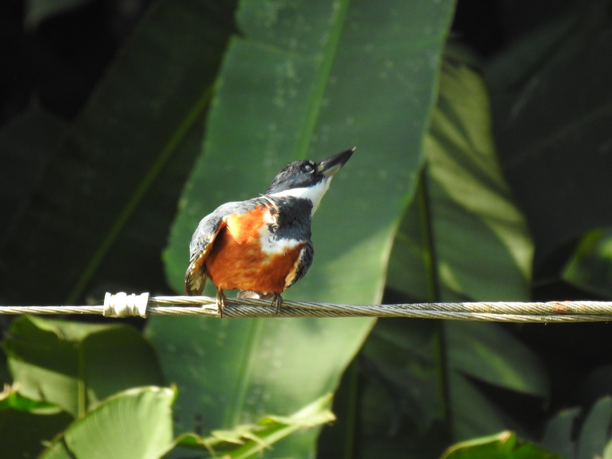 Ringed Kingfisher - ML614057801