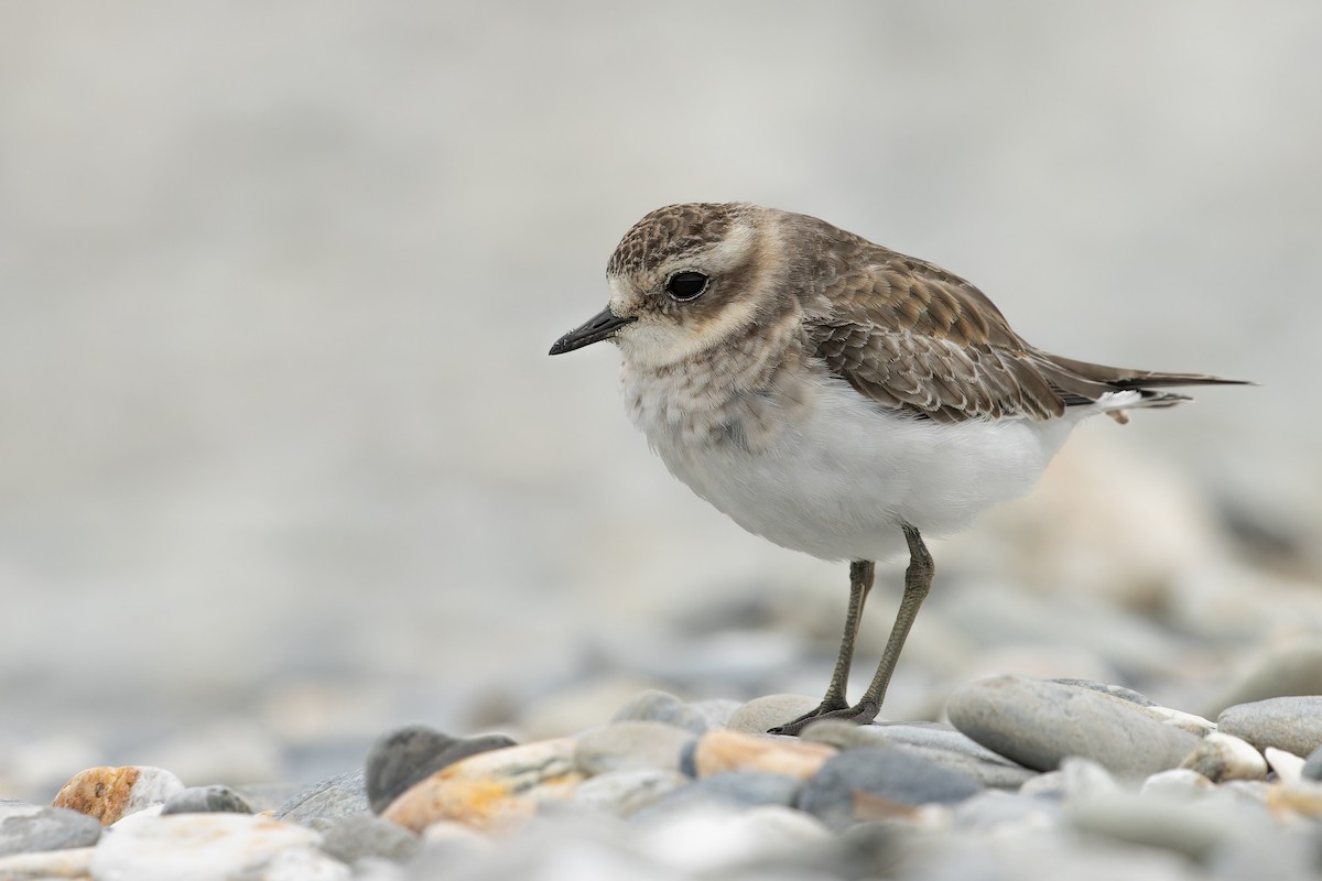 Double-banded Plover - ML614057837
