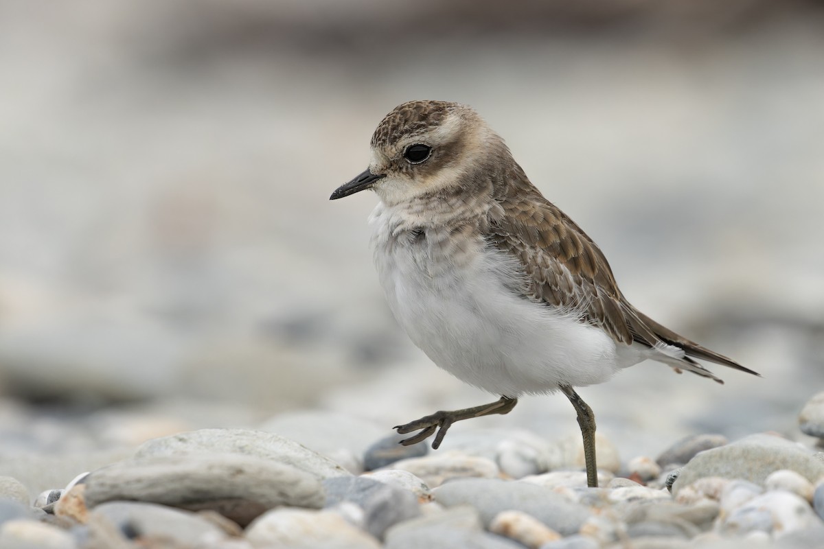 Double-banded Plover - ML614057838