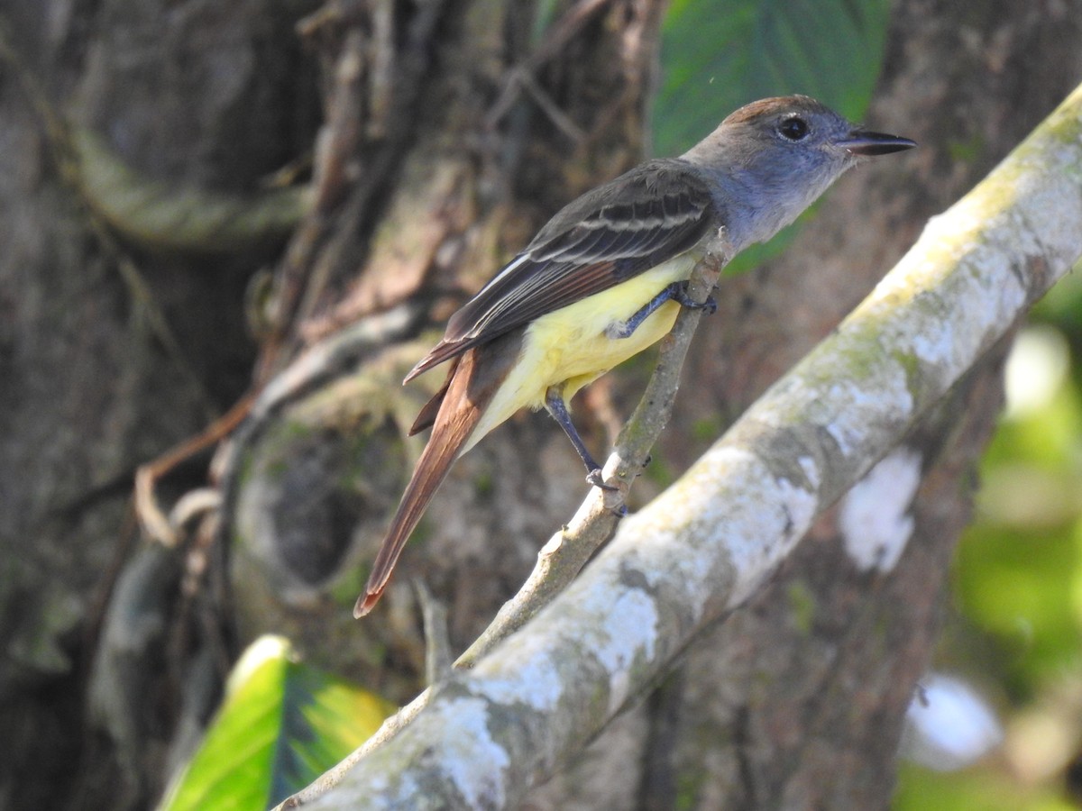 Great Crested Flycatcher - ML614057866