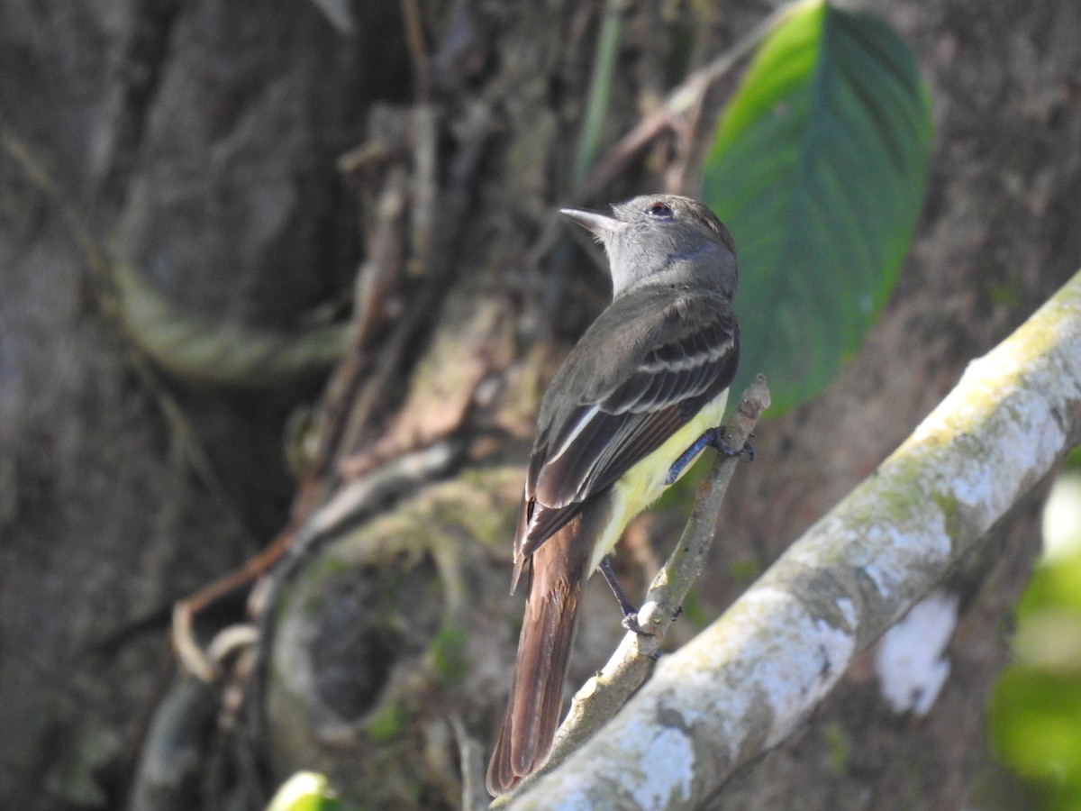 Great Crested Flycatcher - Justin Harris