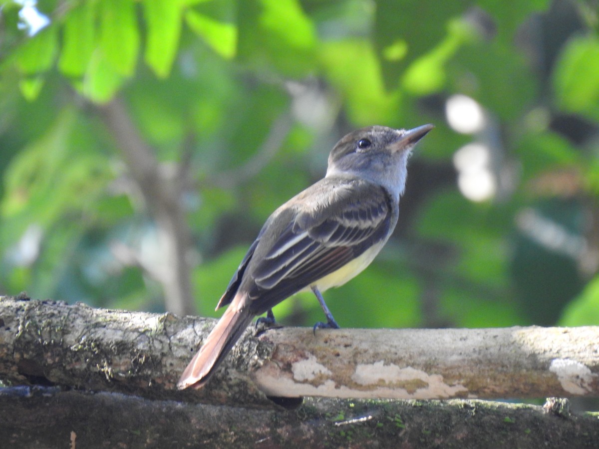 Great Crested Flycatcher - ML614057870