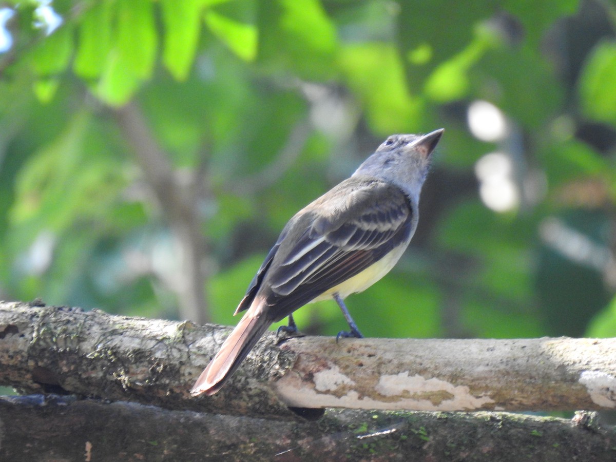 Great Crested Flycatcher - ML614057871