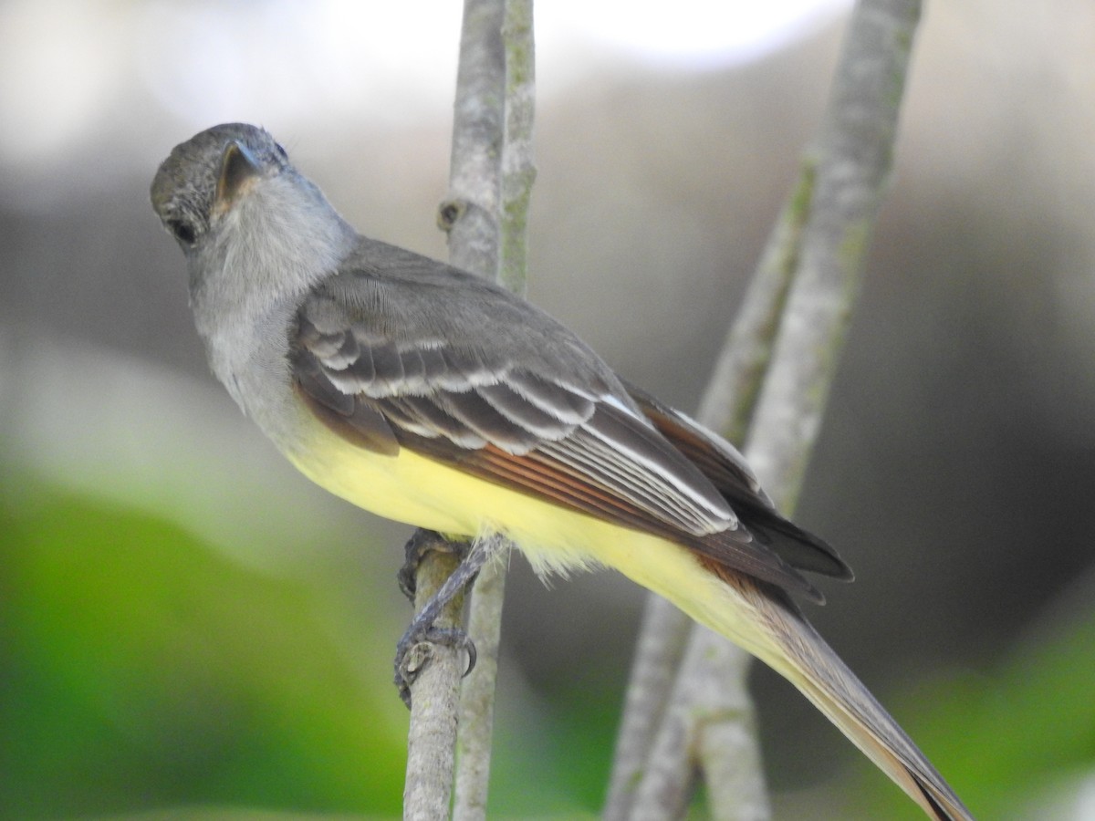 Great Crested Flycatcher - ML614057904