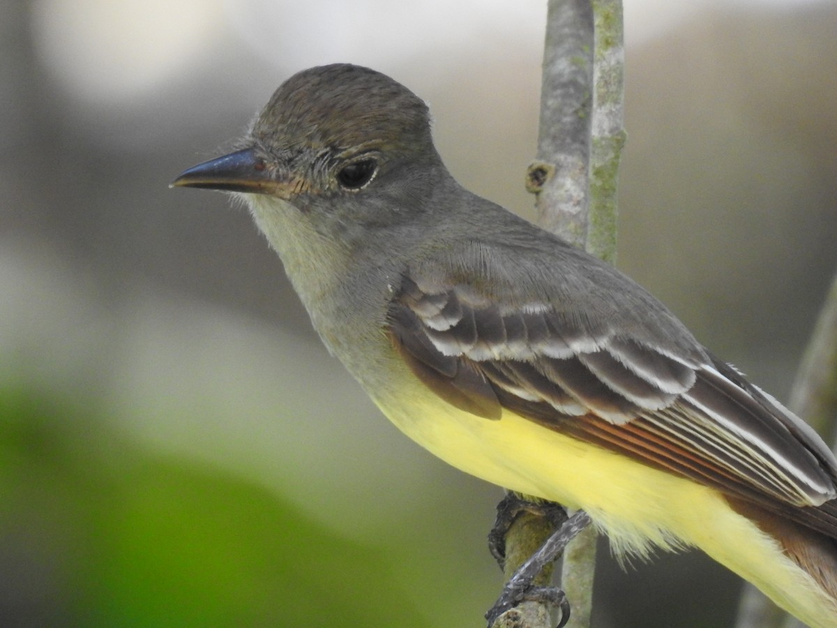 Great Crested Flycatcher - ML614057905