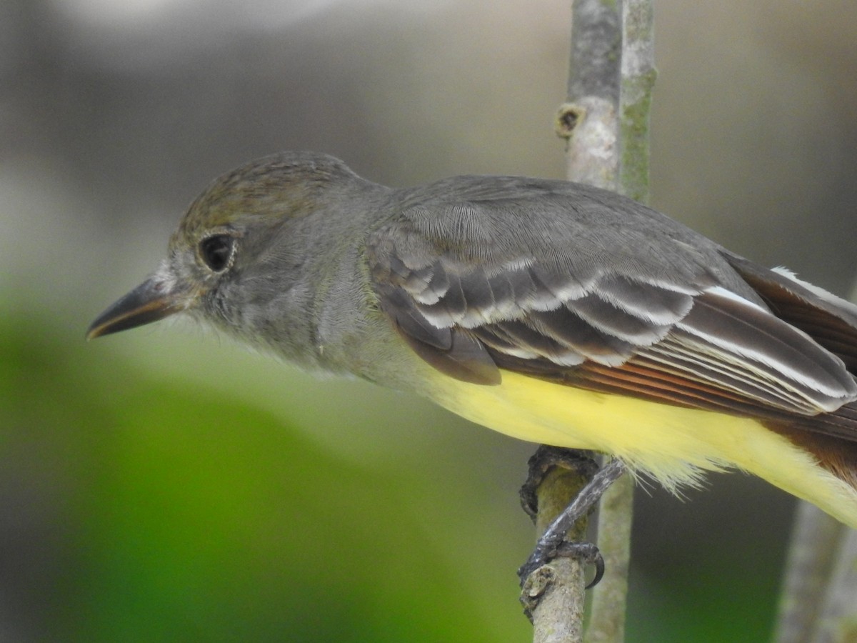 Great Crested Flycatcher - ML614057906