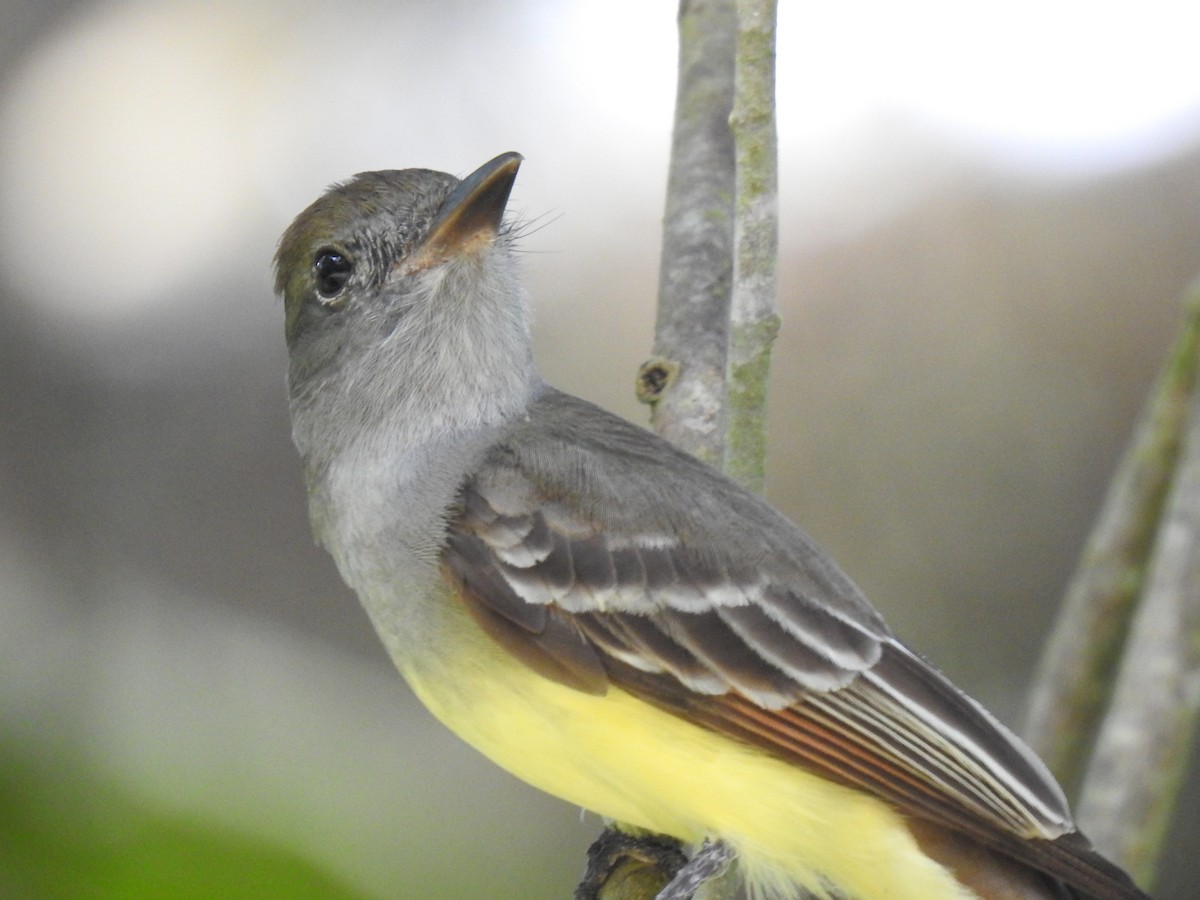 Great Crested Flycatcher - ML614057907