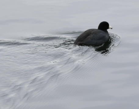 American Coot - ML614057923