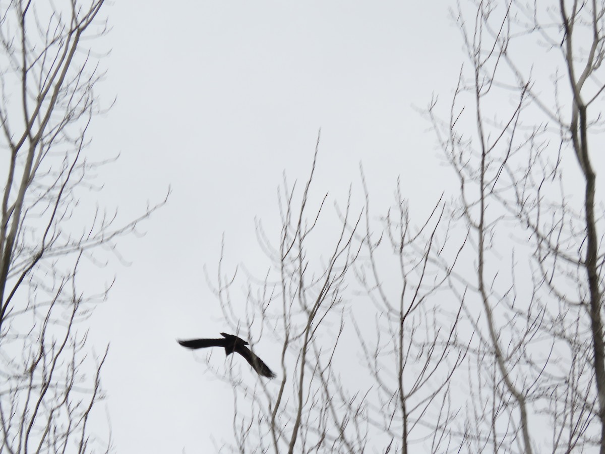 Common Raven - ML614057931