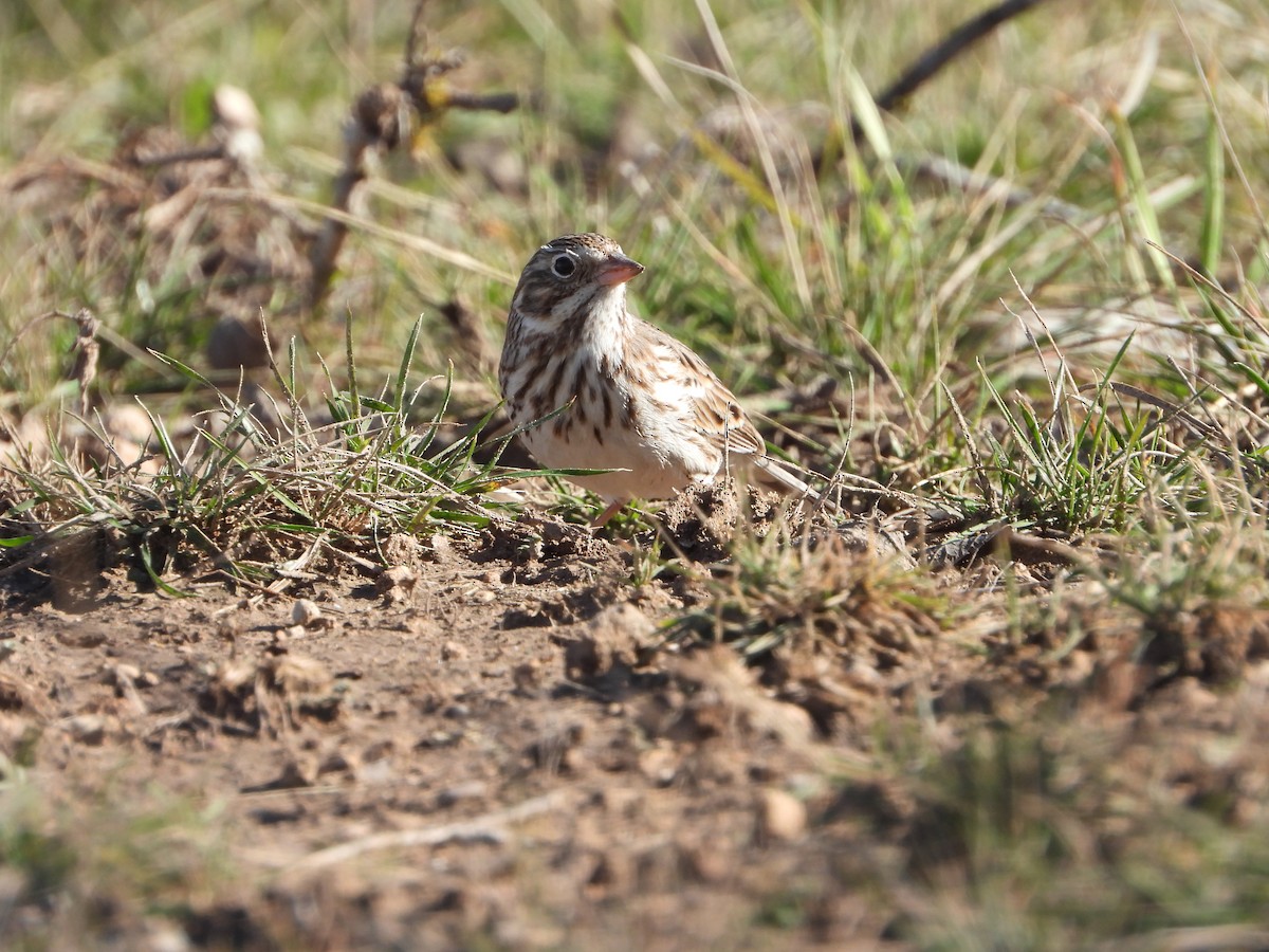 Vesper Sparrow - ML614057946